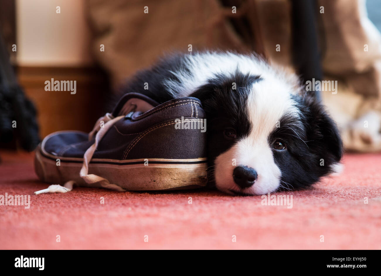 Chiot Border Collie couché à côté d'un service de Banque D'Images