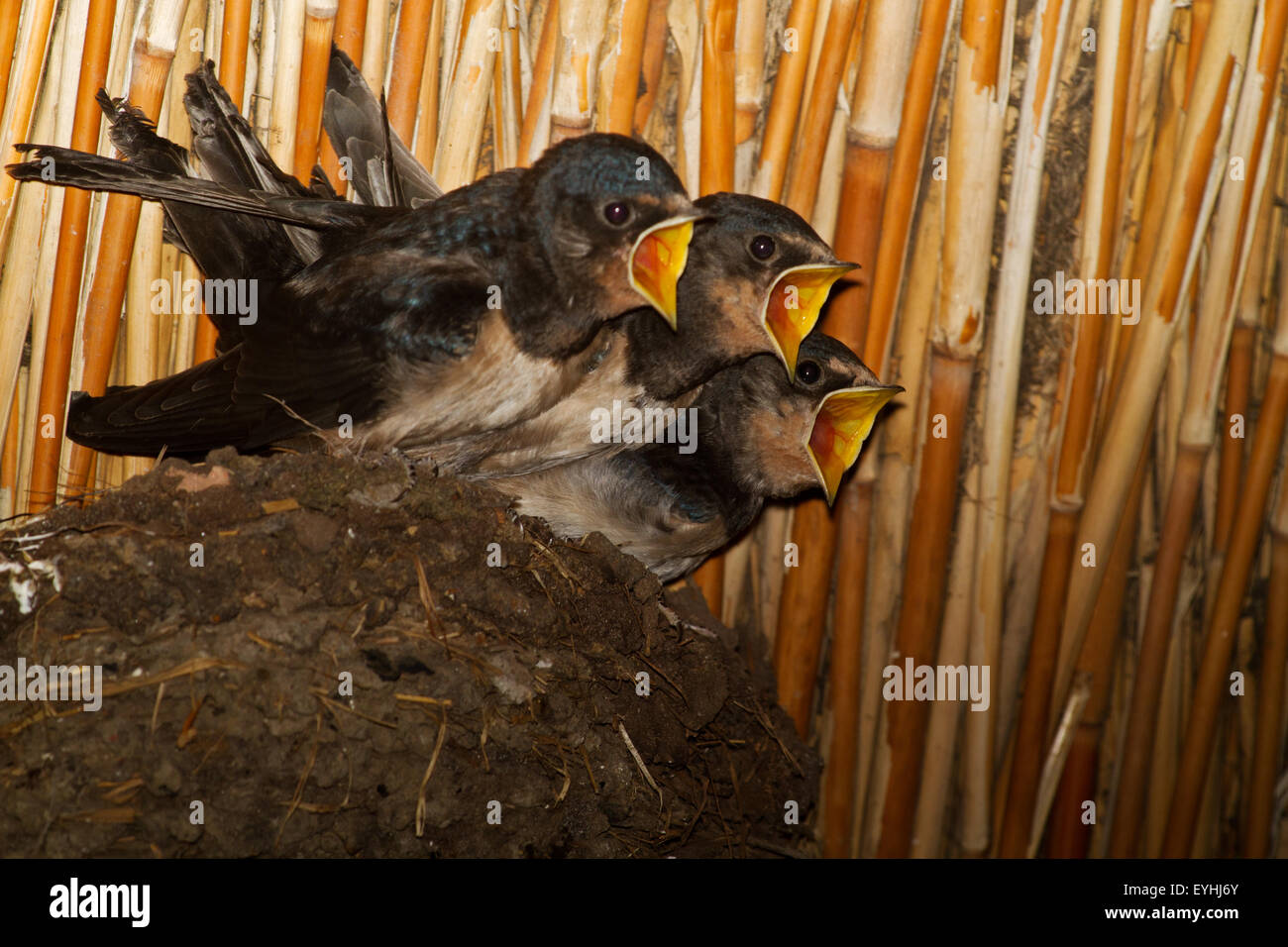 Trois jeunes l'hirondelle rustique (Hirundo rustica) dans un nid sous le toit de roseaux d'une grange, le bec grand ouvert, mendier de la nourriture Banque D'Images