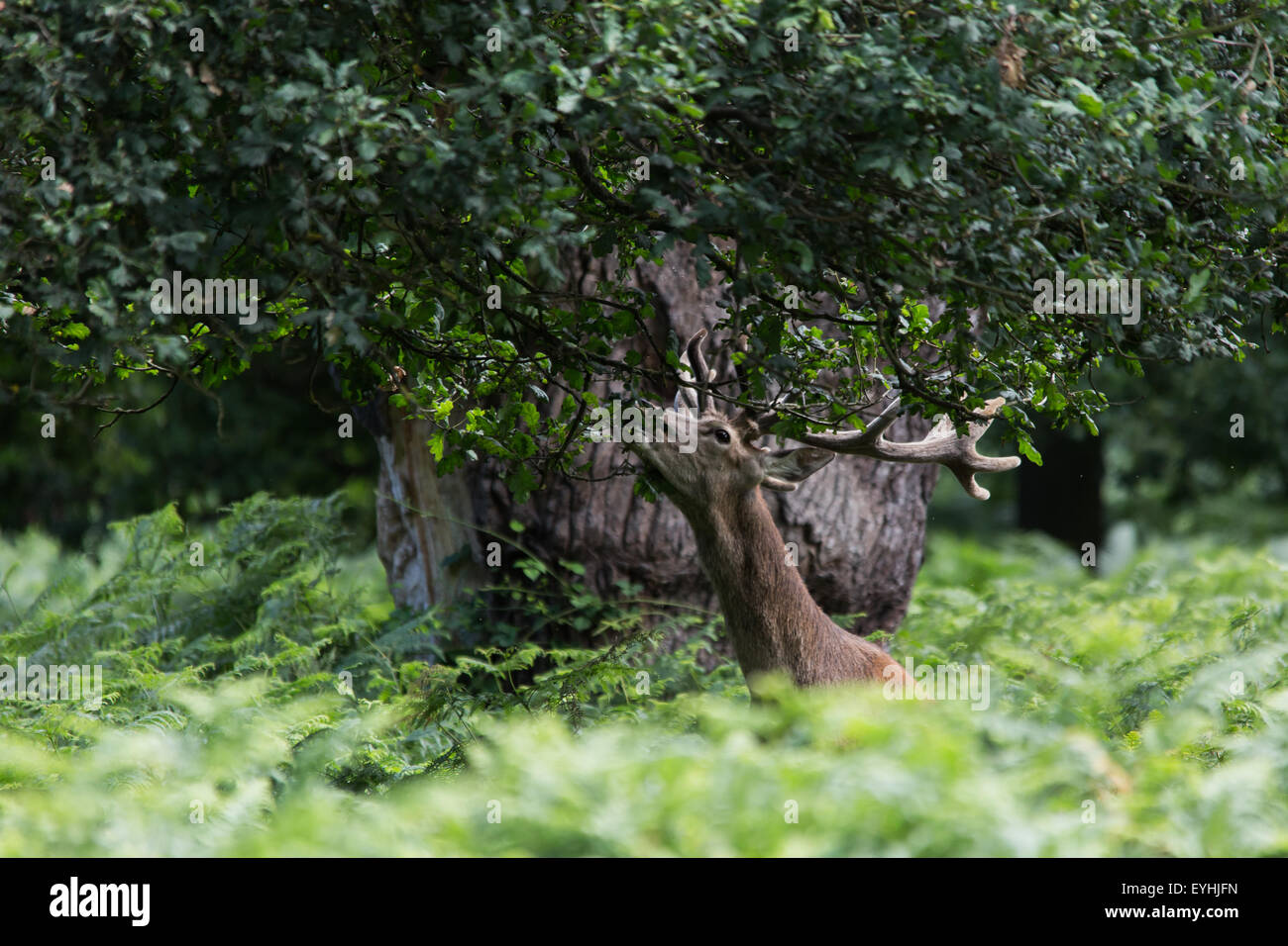 Une photographie d'un Cerf cerf sauvage à Richmond Park, Londres. Banque D'Images