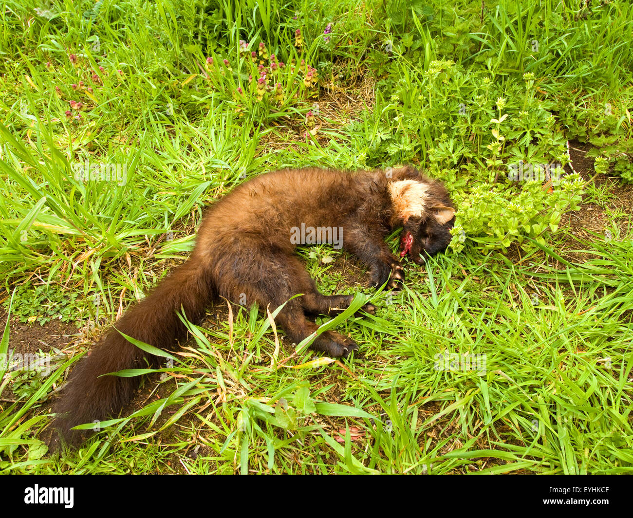 La Martre La martre en pierre, bois, location de cambrioleur, voleur de  voiture, Steinmarder, Stein-Marder Automarder, Marder,, Martes foina,  fouine, martre Photo Stock - Alamy