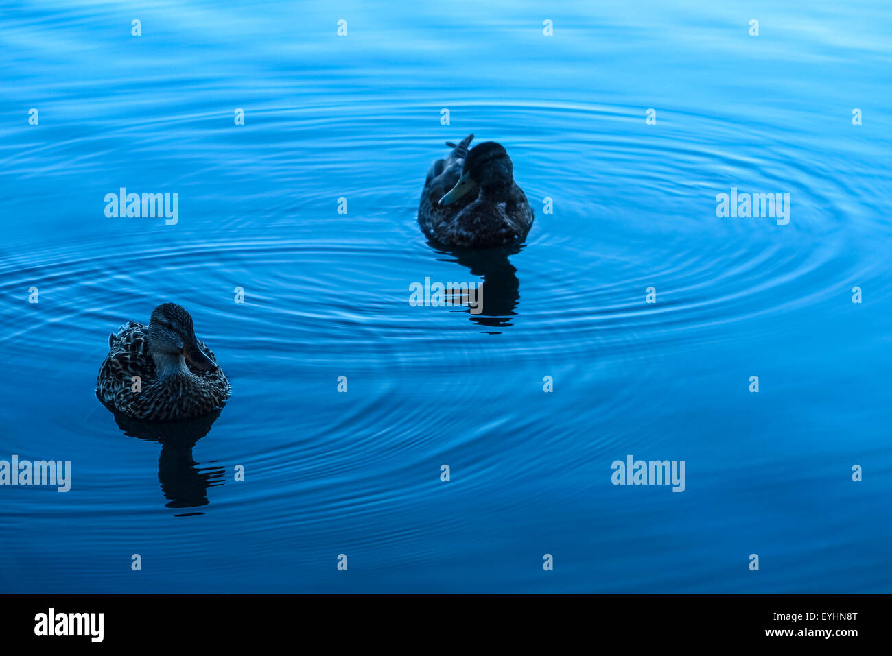 Une paire de jeunes canards juste avant le lever du soleil au lac Juin Californie Banque D'Images