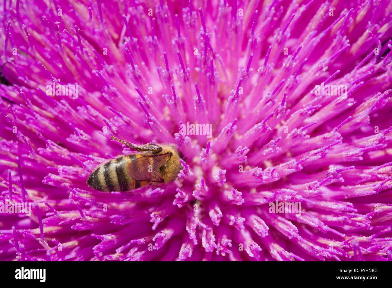 Détails d'une Macro Apis abeille venant butiner une Asteraceae chardon pourpre de cellules. Banque D'Images