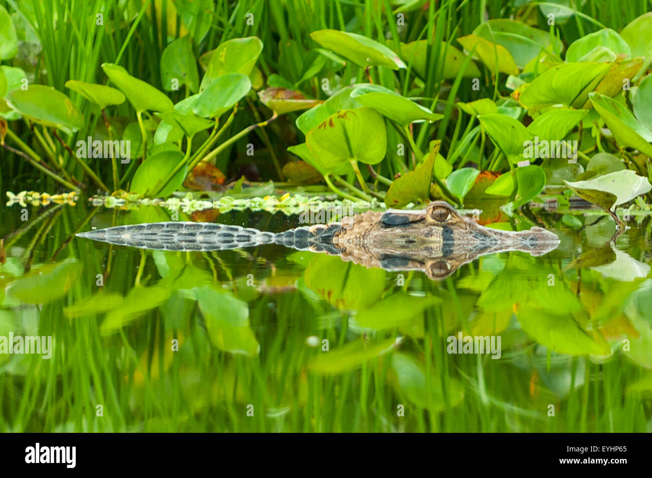 Melanosuchus niger, Caiman noir à Napo Lagoon, l'Équateur Banque D'Images