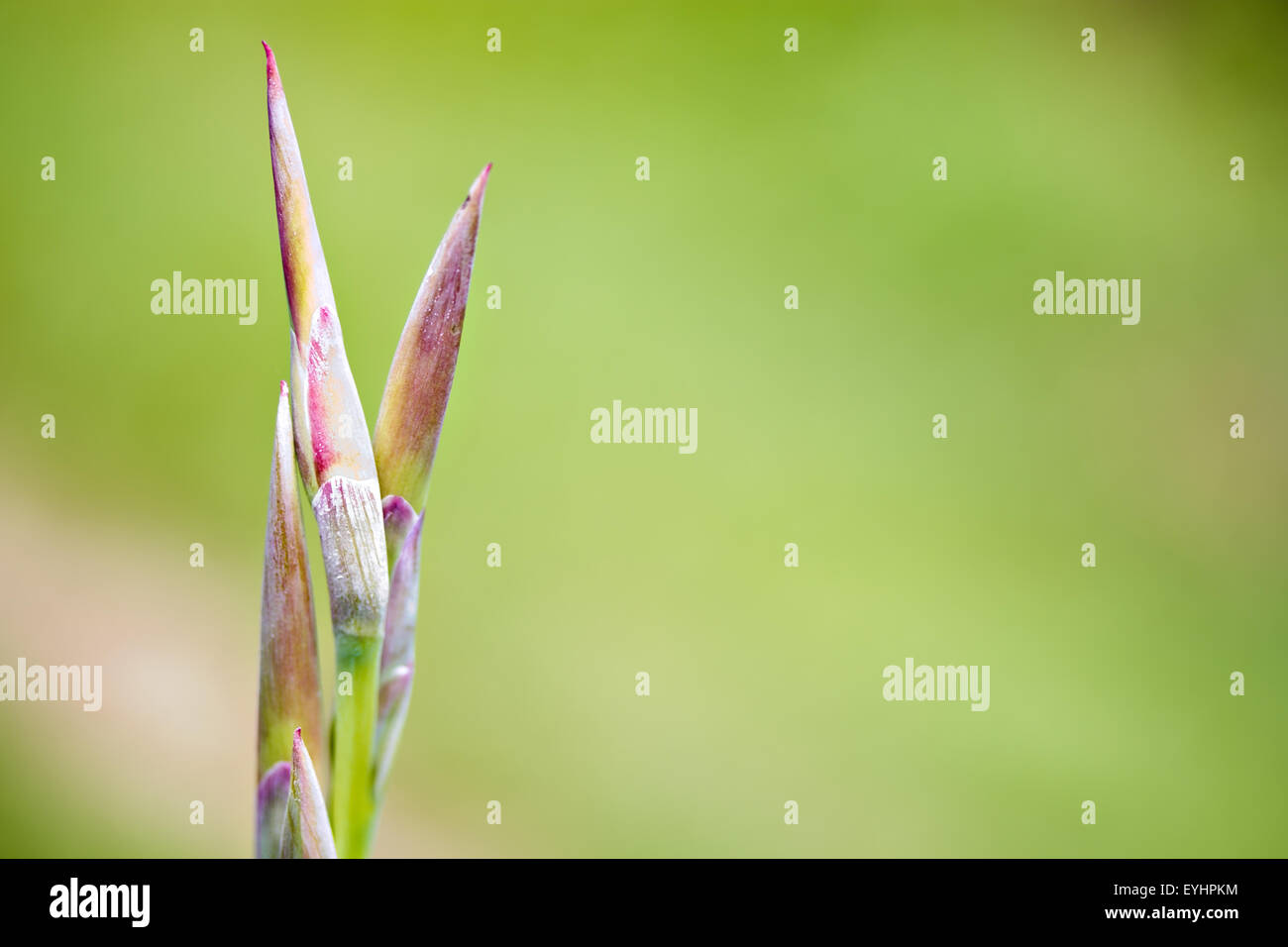 Saka bourgeons Siri Banque D'Images