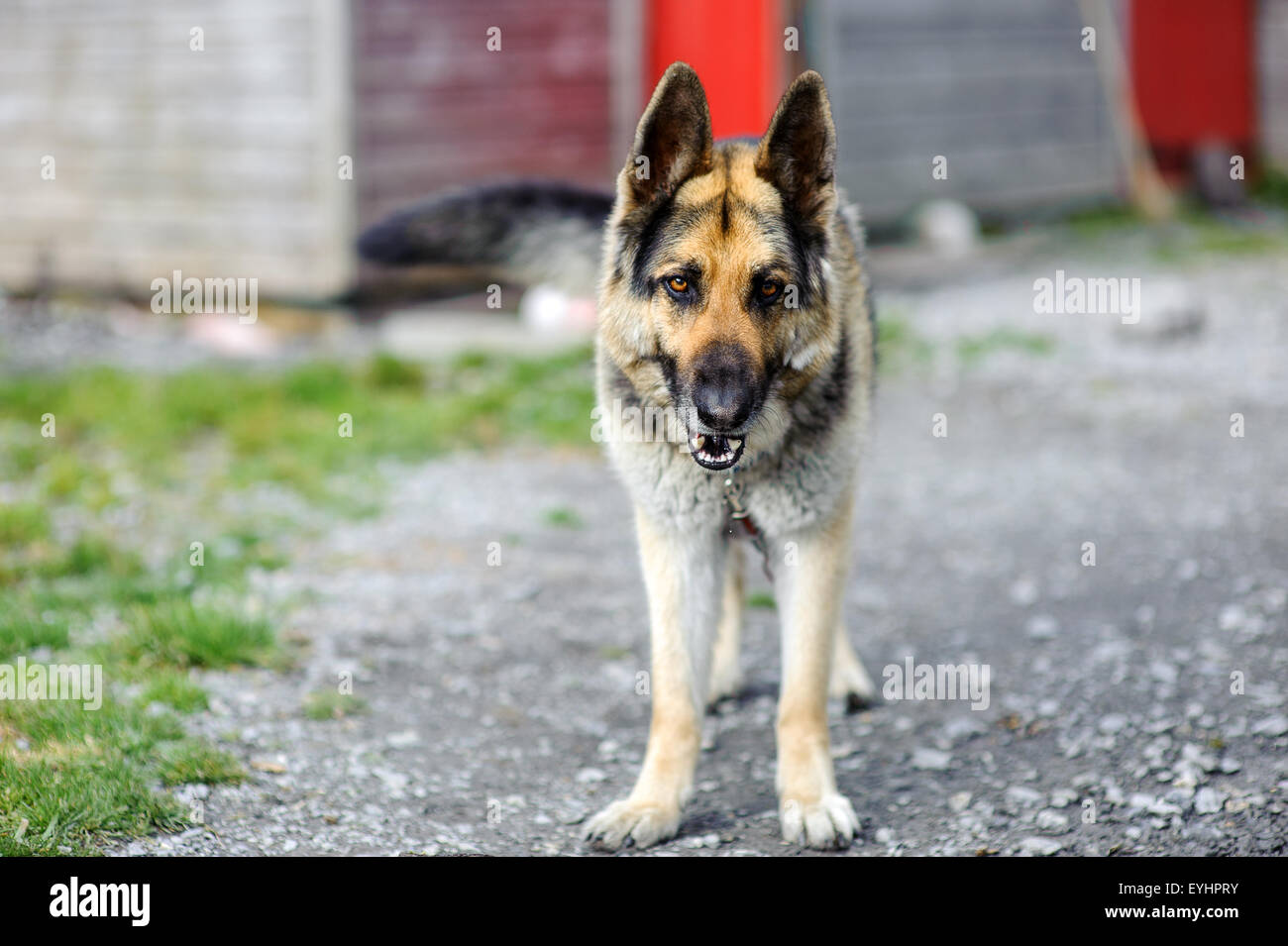 Berger allemand Banque D'Images