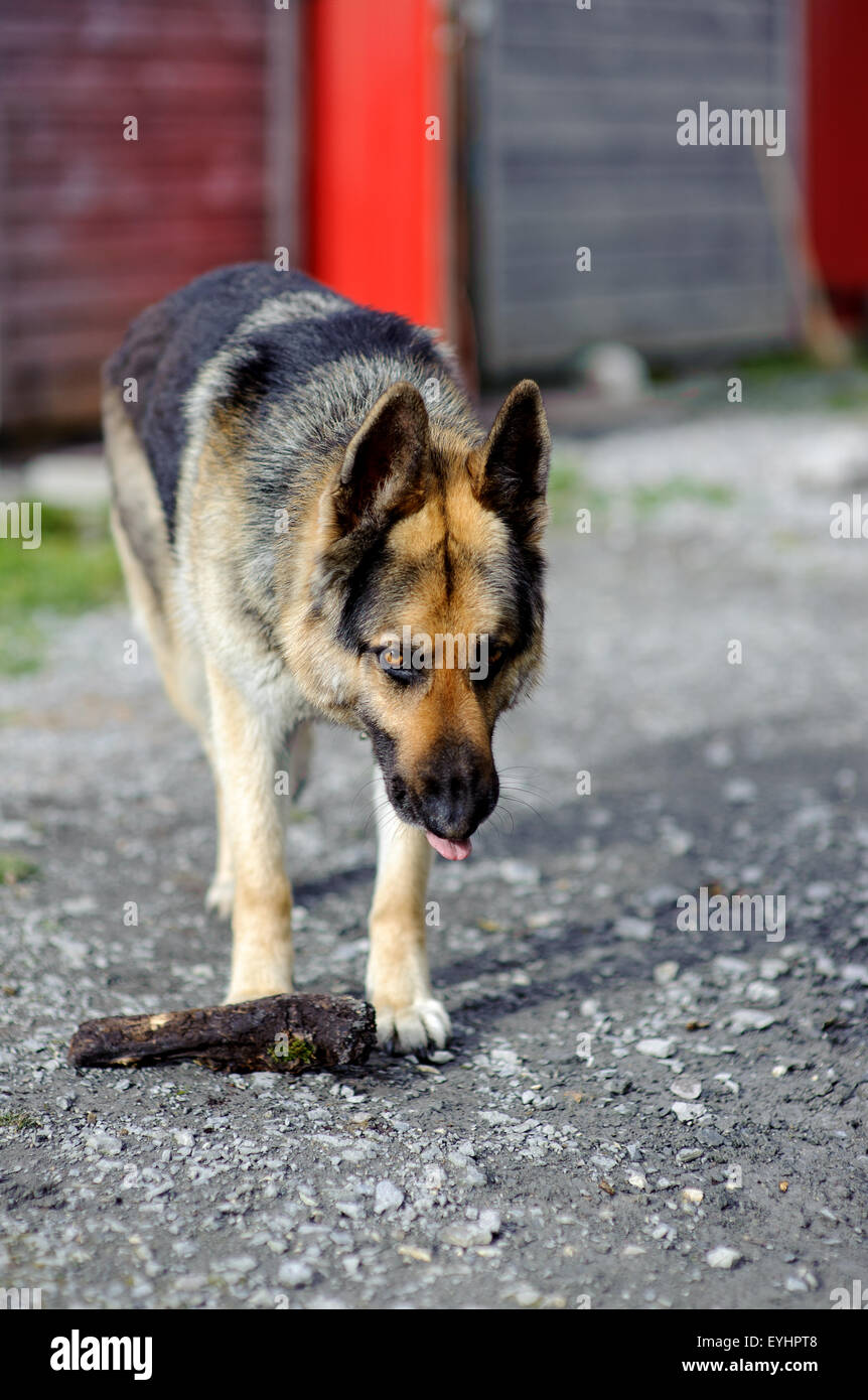 Berger allemand Banque D'Images