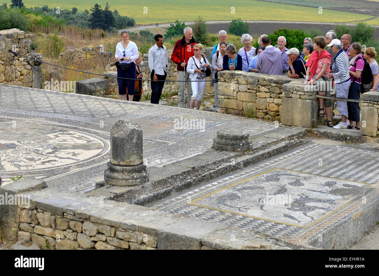 Les touristes l'affichage mosaïque Romaine encore en place à Volubilis, Maroc, Afrique du Nord Banque D'Images