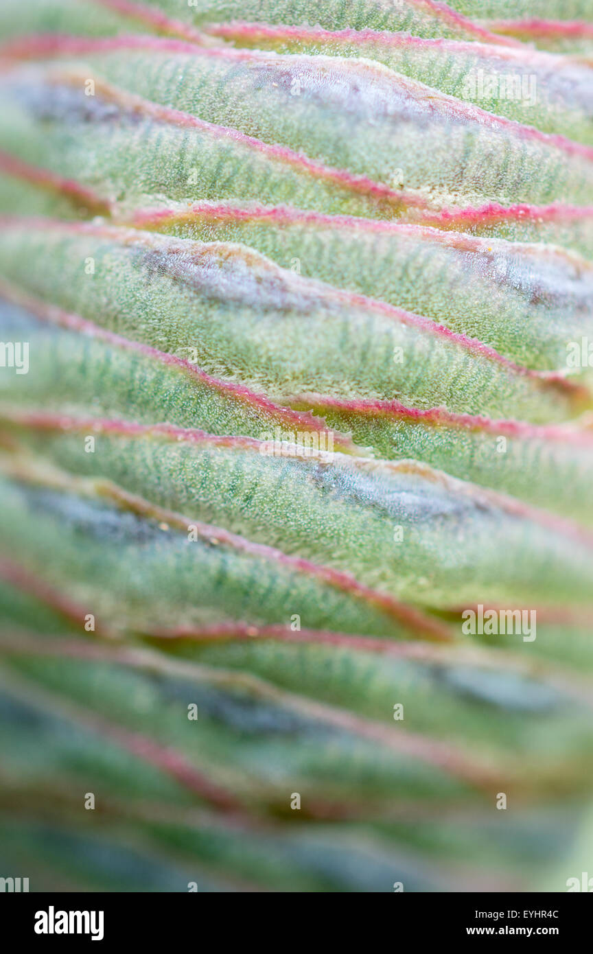 Close up, détaillée, macro shot de cône de pin, cèdre de l'Atlas - Cedrus atlantica Glauca group Banque D'Images