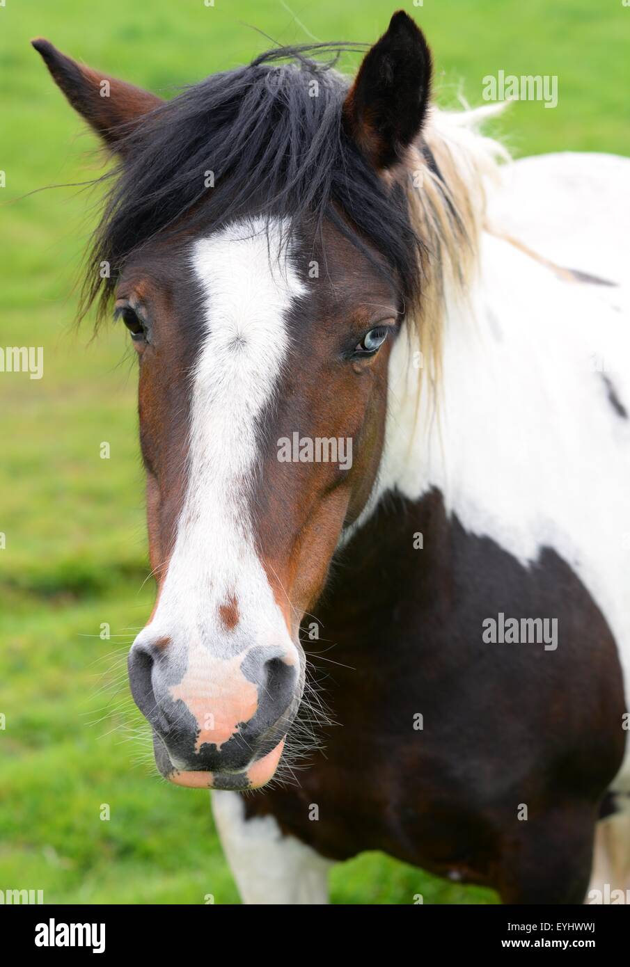 Pinto cheval avec des yeux de différentes couleurs (hétérochromie) Banque D'Images