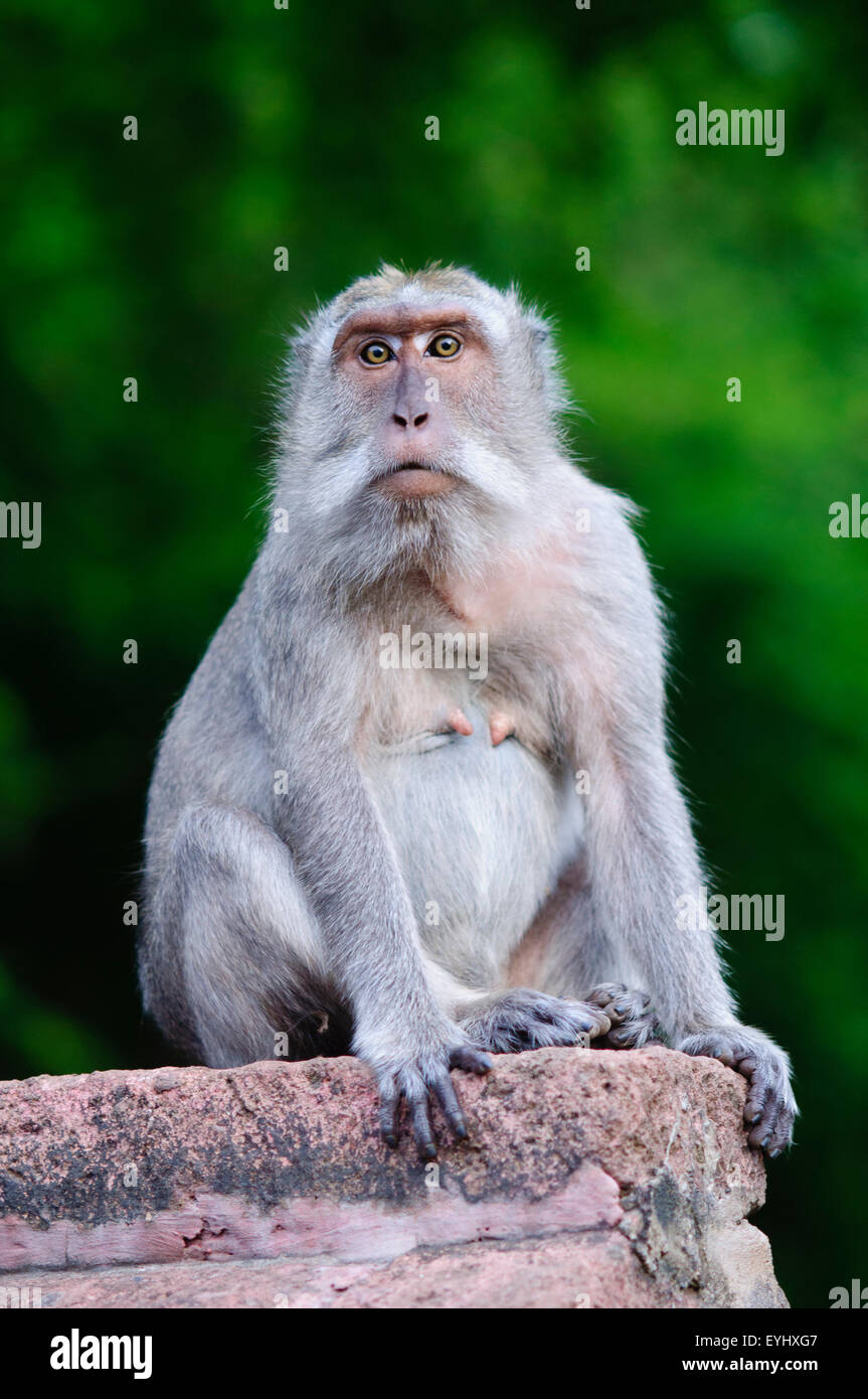 Portrait d'un crabe de manger ou singe macaque à longue queue, Macaca fascicularis, Bali, Indonésie Banque D'Images