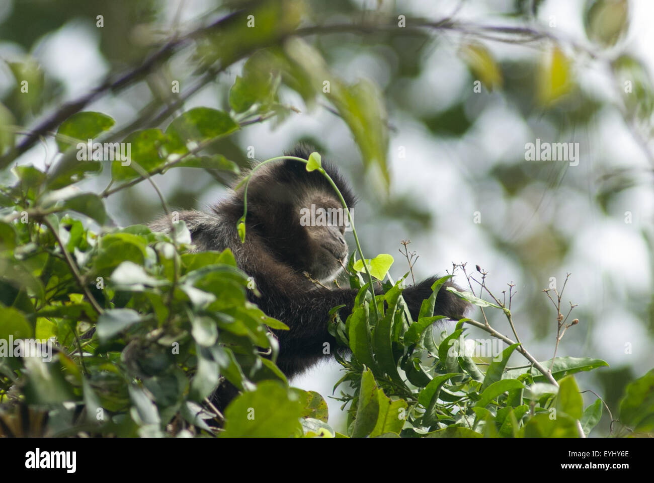 L'État de Parana, Brésil. La forêt Mata Atlantica singe capucin cueillir des baies d'un arbre. Banque D'Images
