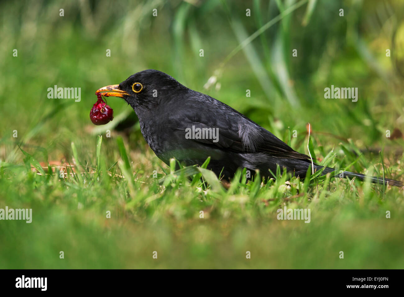 Merle noir (Turdus merula) mâle eating cherry sur le terrain en jardin Banque D'Images