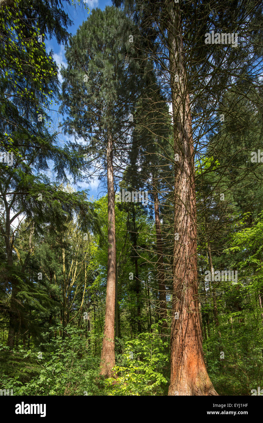 Le séquoia géant séquoia géant / / Sierra Sierra / bois rouge bois rouge / Wellingtonia (Sequoiadendron giganteum) dans parc européen Banque D'Images