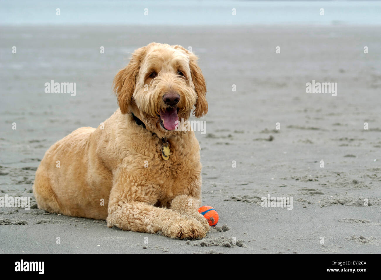 Un grand chien golden doodle allongé sur une plage, haletant. Banque D'Images