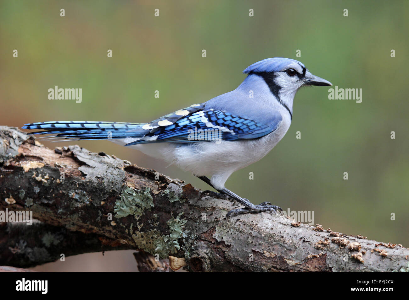 Un geai bleu (Cyanocitta cristata) perché sur une branche à l'automne. Banque D'Images