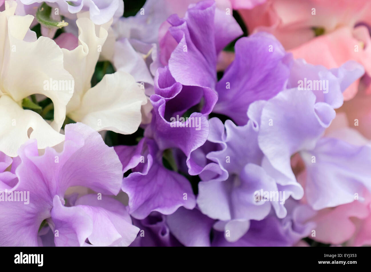Affichage de pois sucré parfumé très 'fleurs' Spencer mixte. Angleterre Royaume-uni Grande-Bretagne Banque D'Images