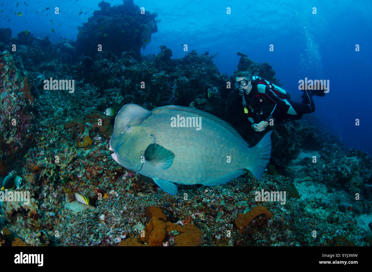 Un plongeur et un grand bumphead ou napoléon poisson perroquet, Bolbometopon muricatum, Tulamben, Bali, Indonésie, l'Océan Pacifique Banque D'Images