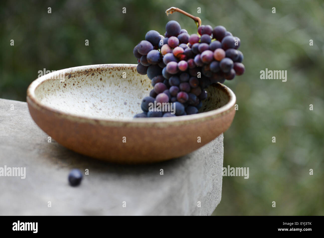 San Giovese frais raisins cueillis la vigne dans un vignoble en Californie Banque D'Images