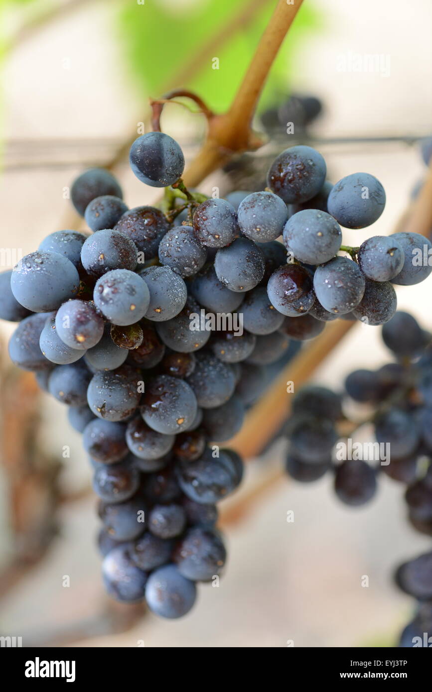 San Giovese raisin sur la vigne dans un vignoble en Californie Banque D'Images