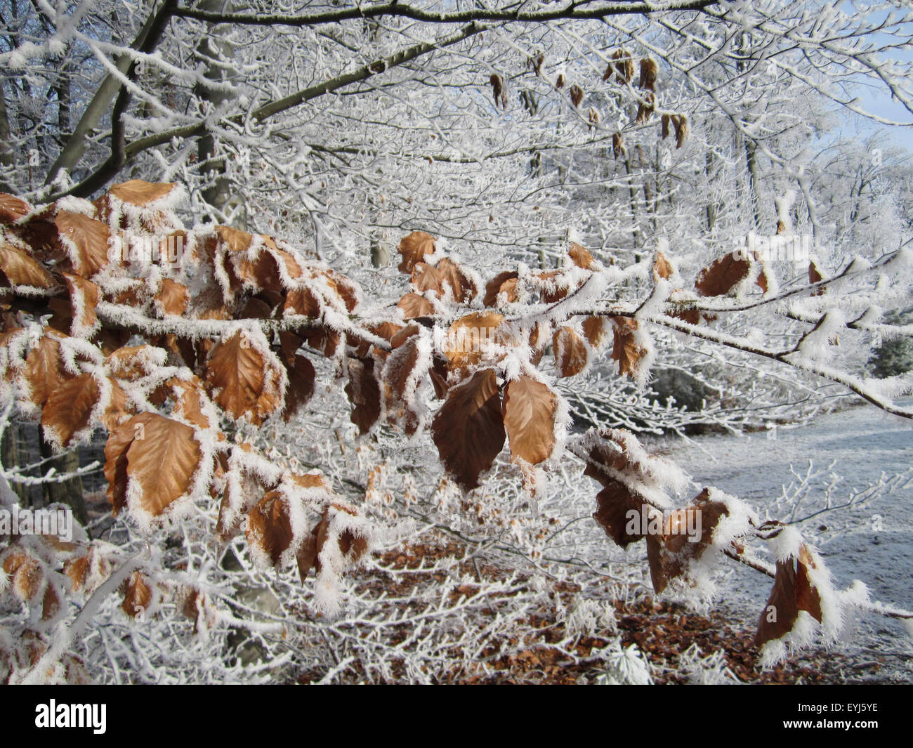 Les feuilles Orange givré avec de la neige, de l'Allemagne. Banque D'Images