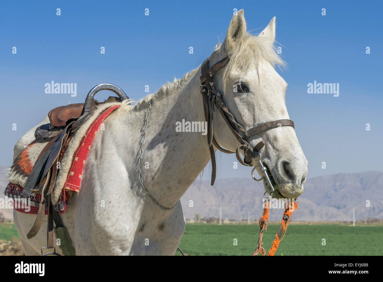 Beau cheval blanc, de Naqsh-e Rostam, Marvdasht, Iran Banque D'Images