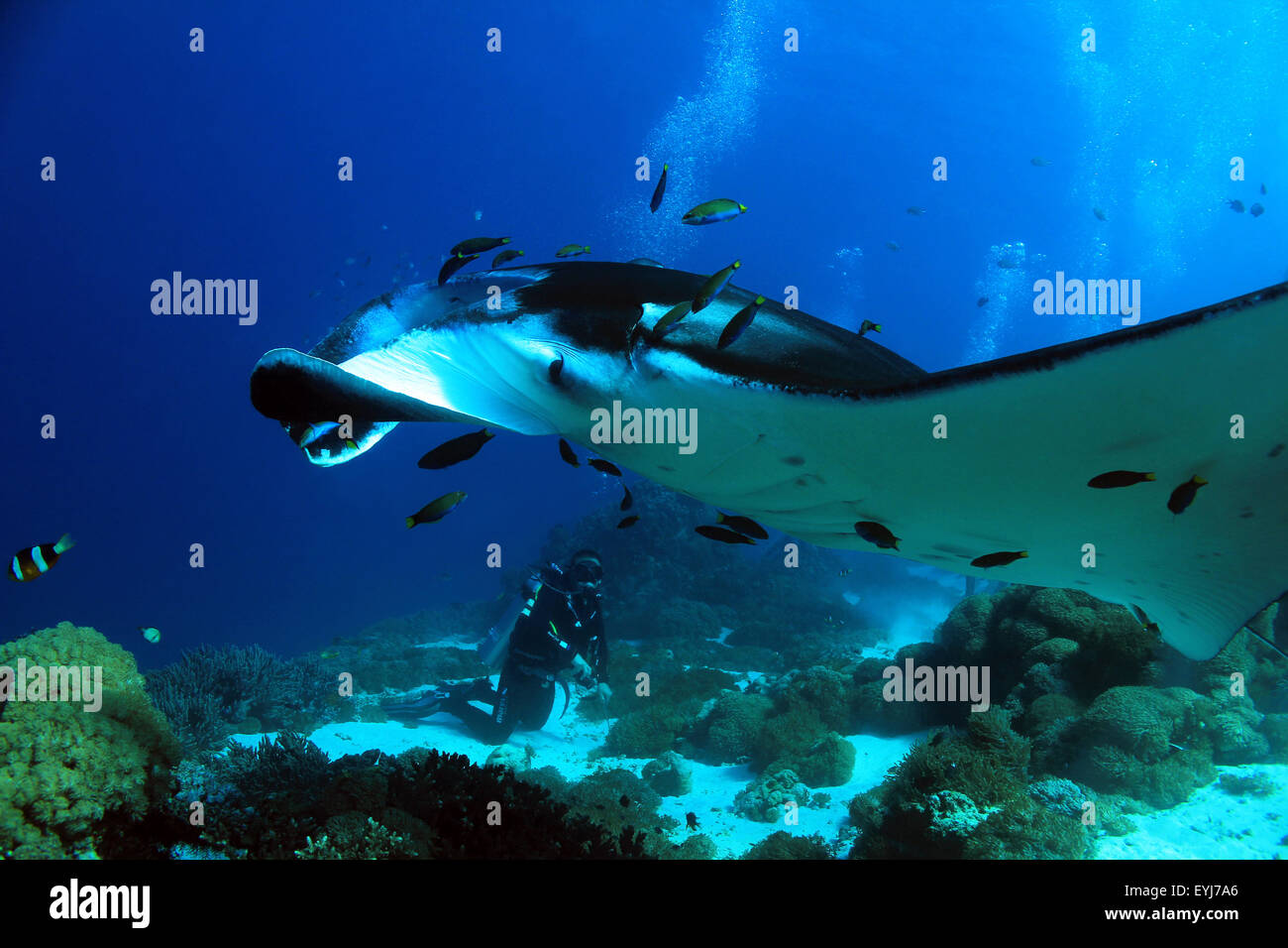 Manta (Manta birostris) Approche de près, avec des plongeurs dans l'arrière-plan, Komodo, Indonésie Banque D'Images