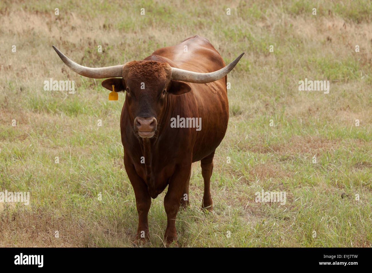 Un longhorn bull dans un champ au Texas. Banque D'Images
