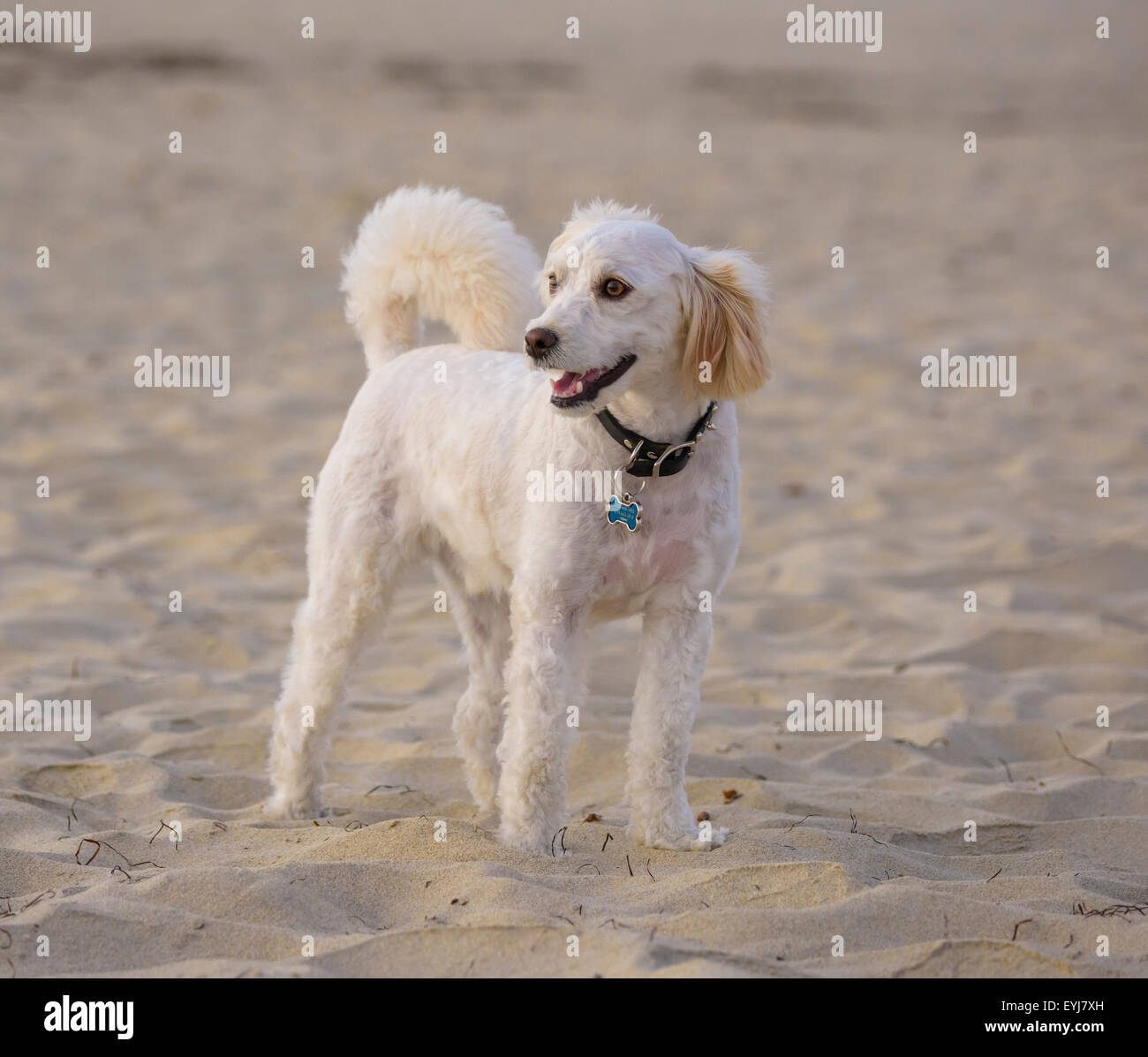 Mix caniche chien sur le sable de la plage Banque D'Images