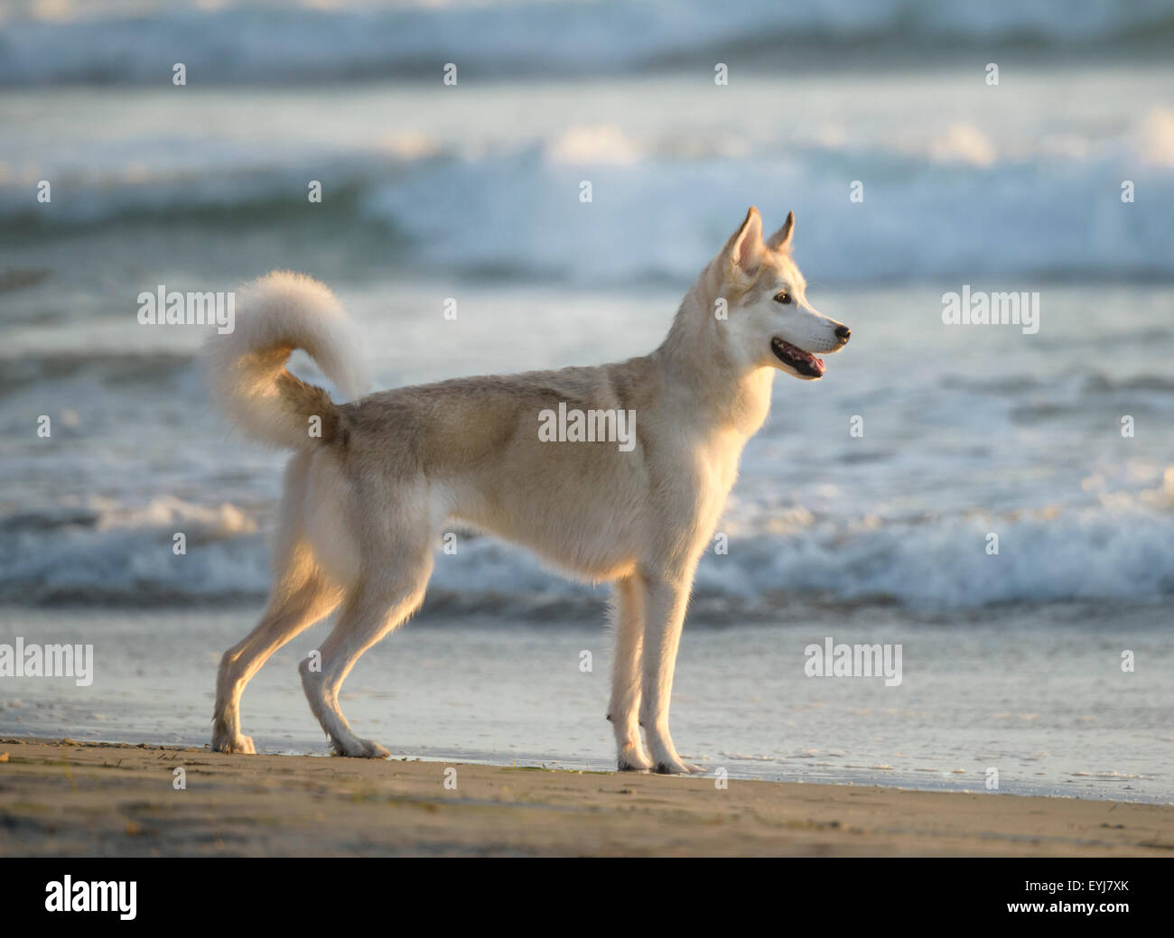 Une bonne plage de chiens Akita avec fond surf Banque D'Images