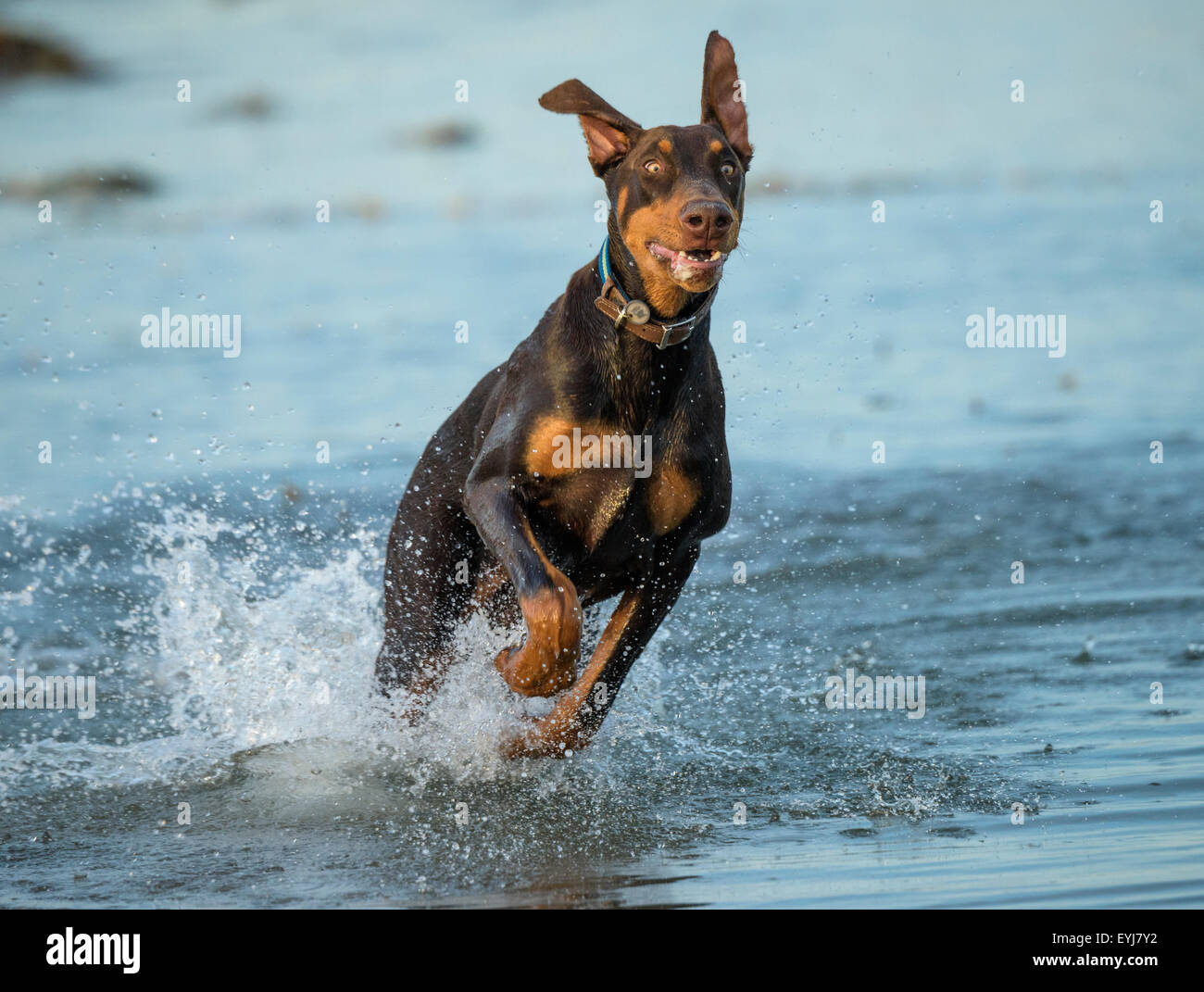En tenailles Doberman chien qui court dans l'eau Banque D'Images