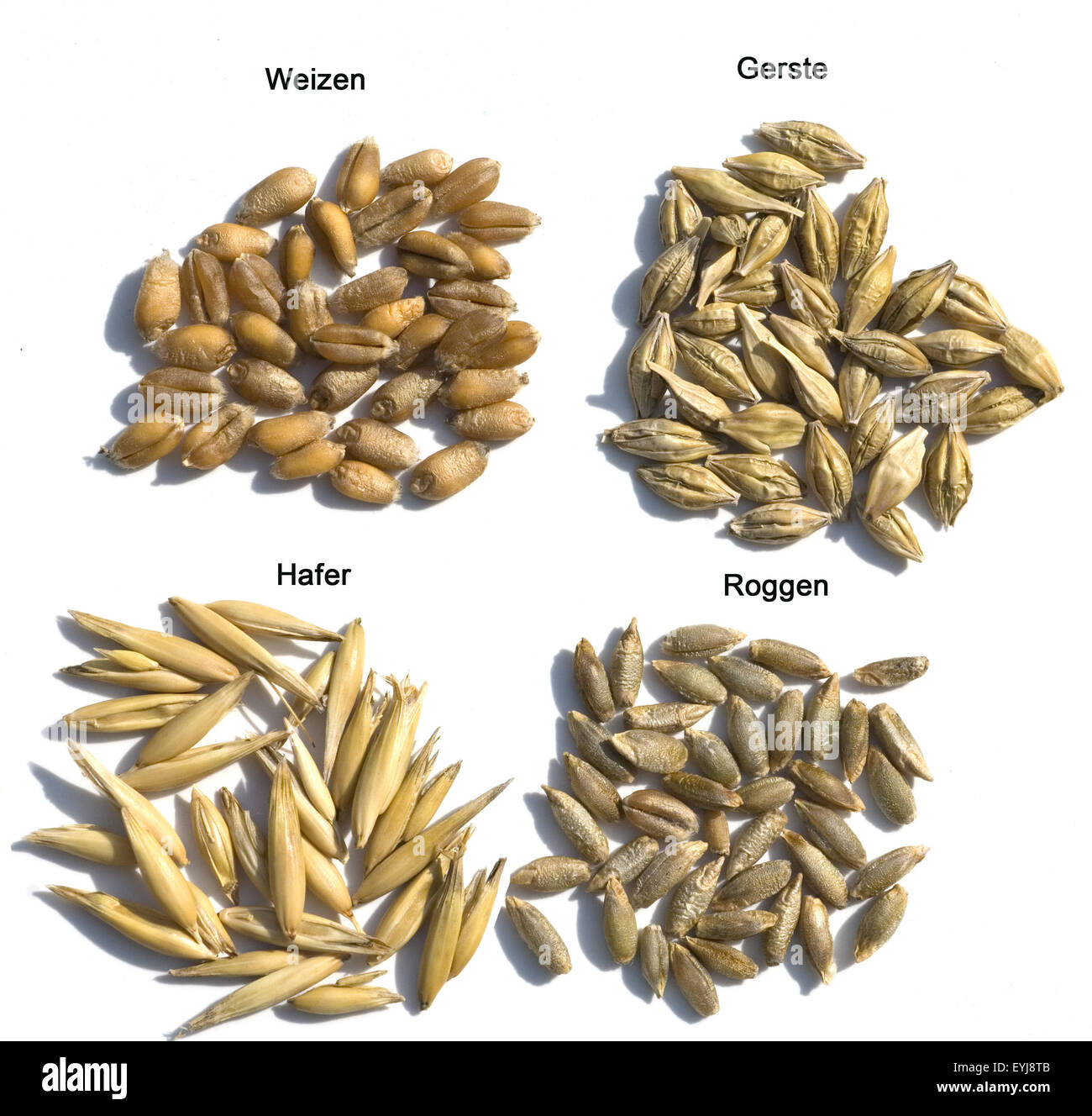 Getreidekoerner Getreidekorn,, Hafer, Weizen, Roggen, Gerste