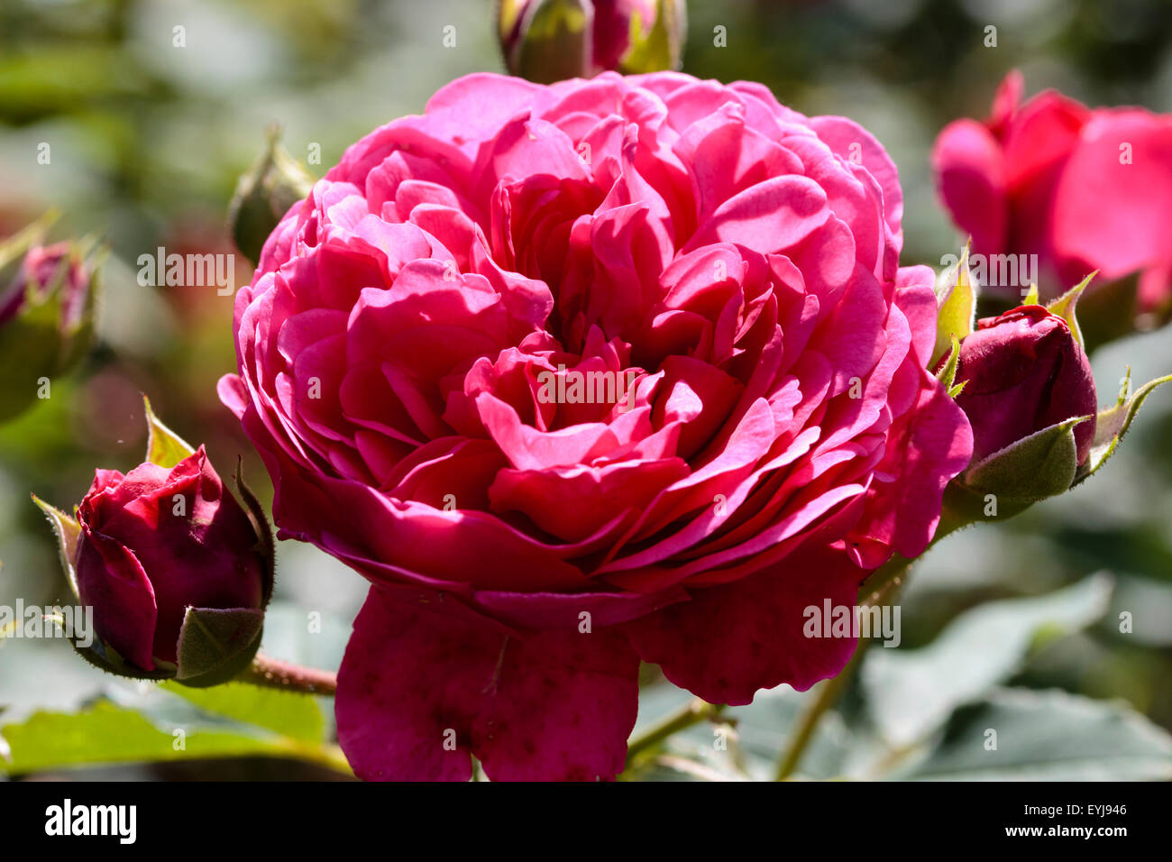 Les bourgeons de fleurs et de l'anglais David Austin produites rose, «Sir John Betjeman' Banque D'Images