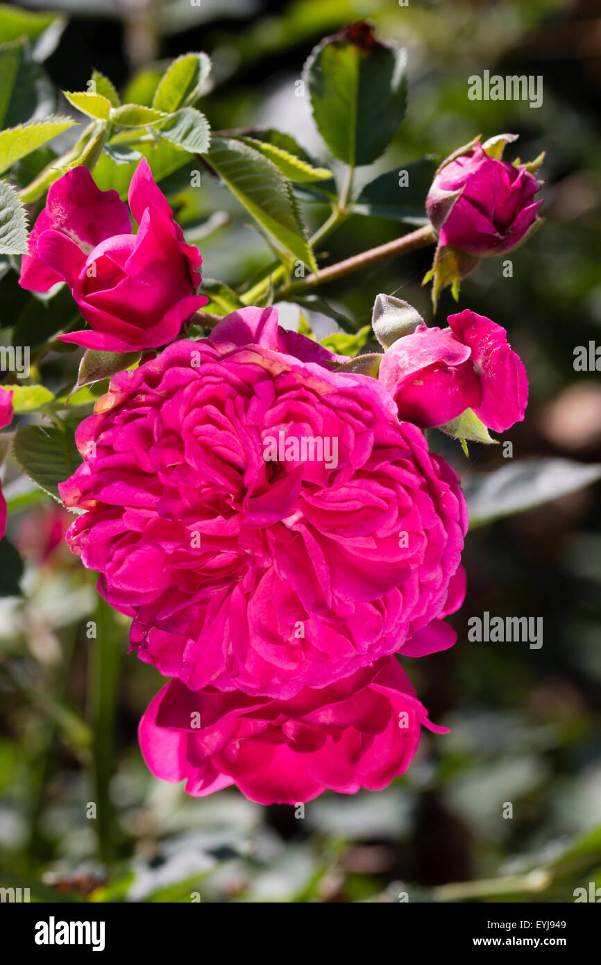Les bourgeons de fleurs et de l'anglais David Austin produites rose, «Sir John Betjeman' Banque D'Images