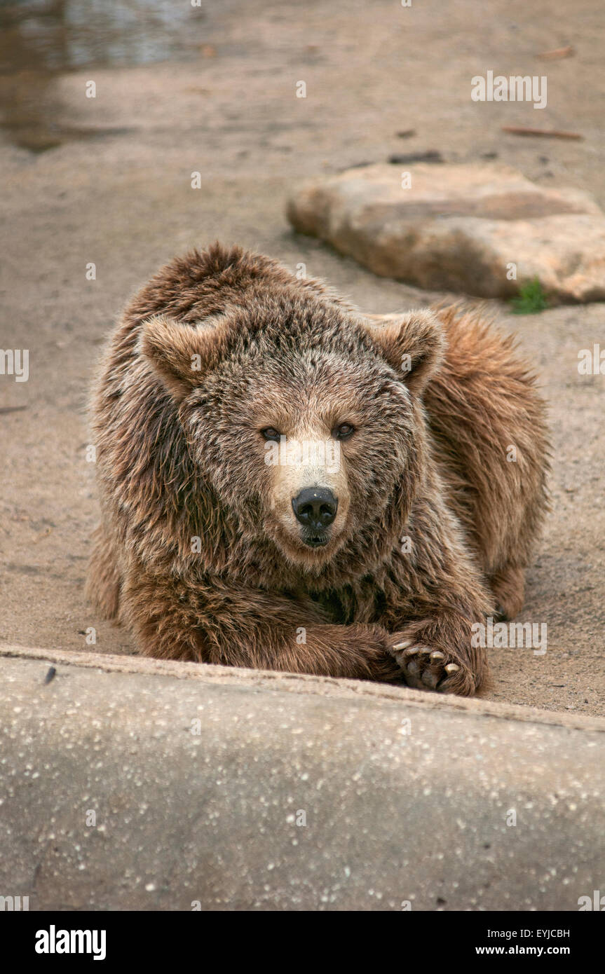 L'ours brun européen, Ursus arctos arctos, en captivité dans un zoo. Santillana del Mar Cantabrie. L'Espagne. Banque D'Images