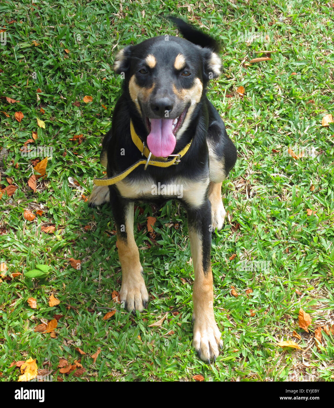 Berger Allemand heureux assis sur l'herbe portant un collier jaune. Banque D'Images