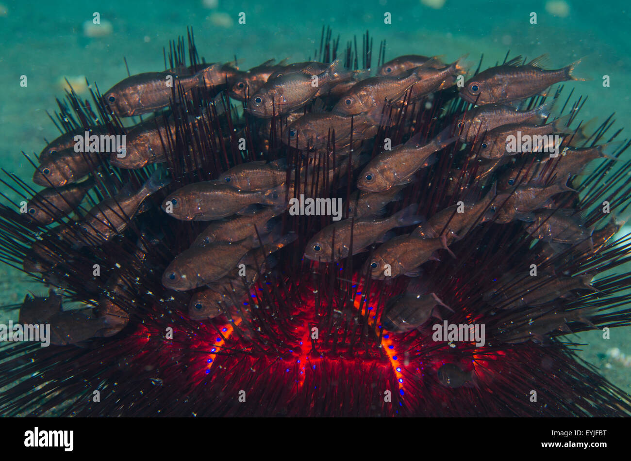 Un groupe de siphon entubé cardinalfish, Siphamia tubifer, abri autour les épines d'un oursin de feu variable, Asthenosoma varium Banque D'Images