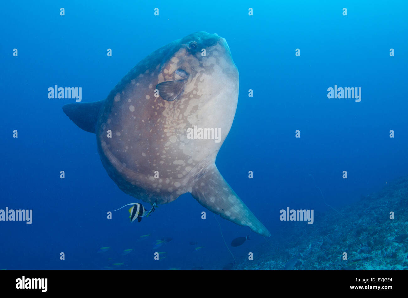 Un grand Mola mola ou poisson-lune océanique nettoyées par une paire de requins, Heniochus acuminatus bannerfish, Crystal Bay, Bali Banque D'Images