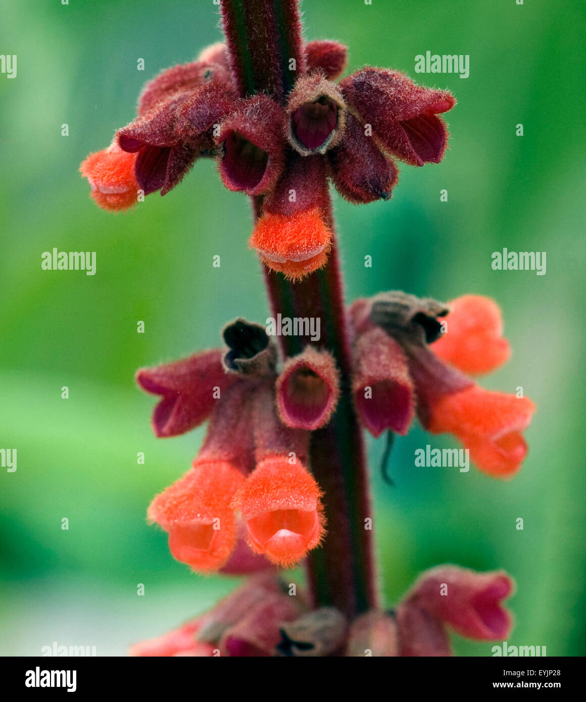 Gedraengter Salbei, Salvia confertiflora, Heilpflanzen, Banque D'Images