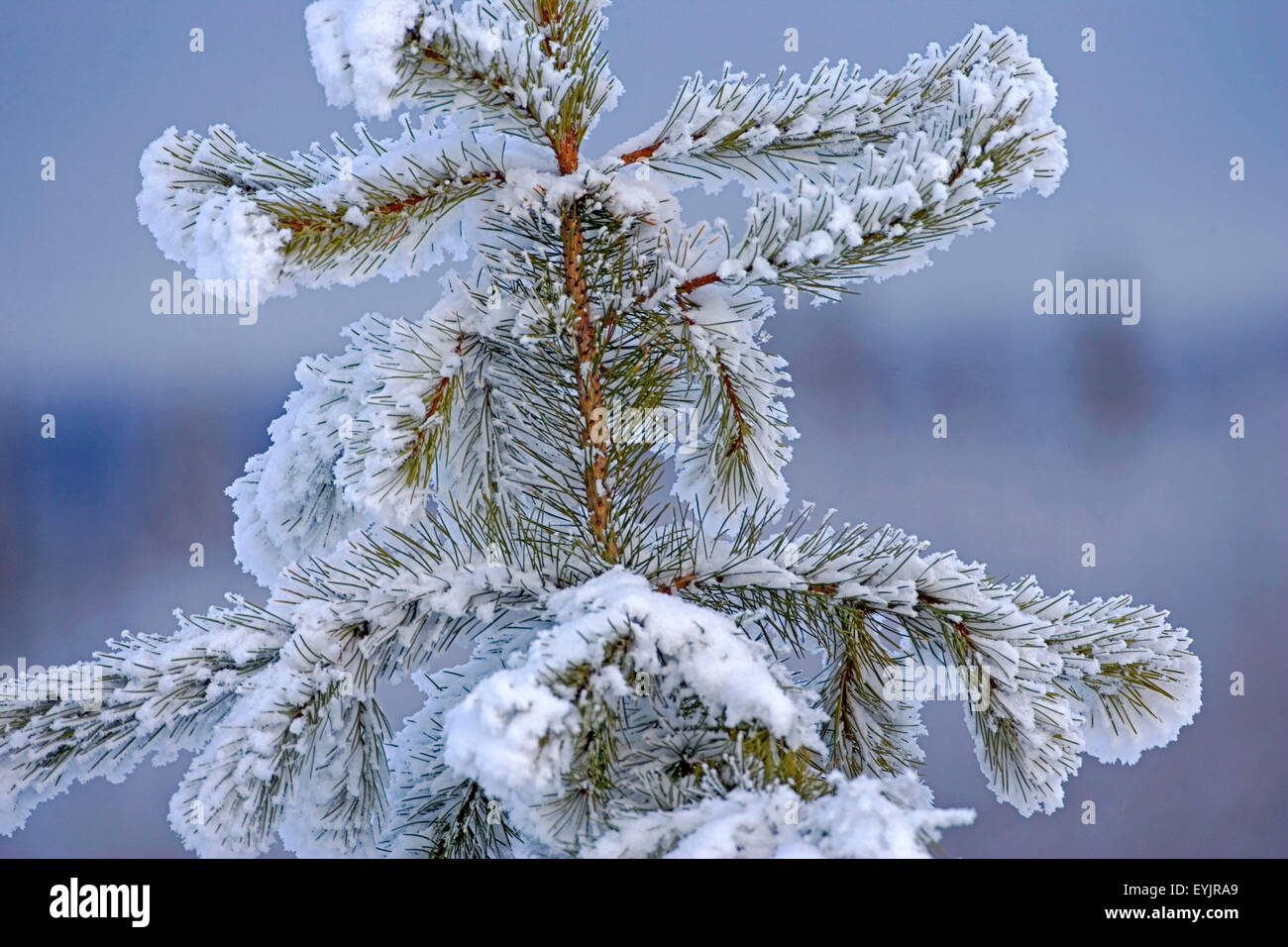 Les jeunes le pin blanc de l'arbre couvert de neige et de gel Banque D'Images