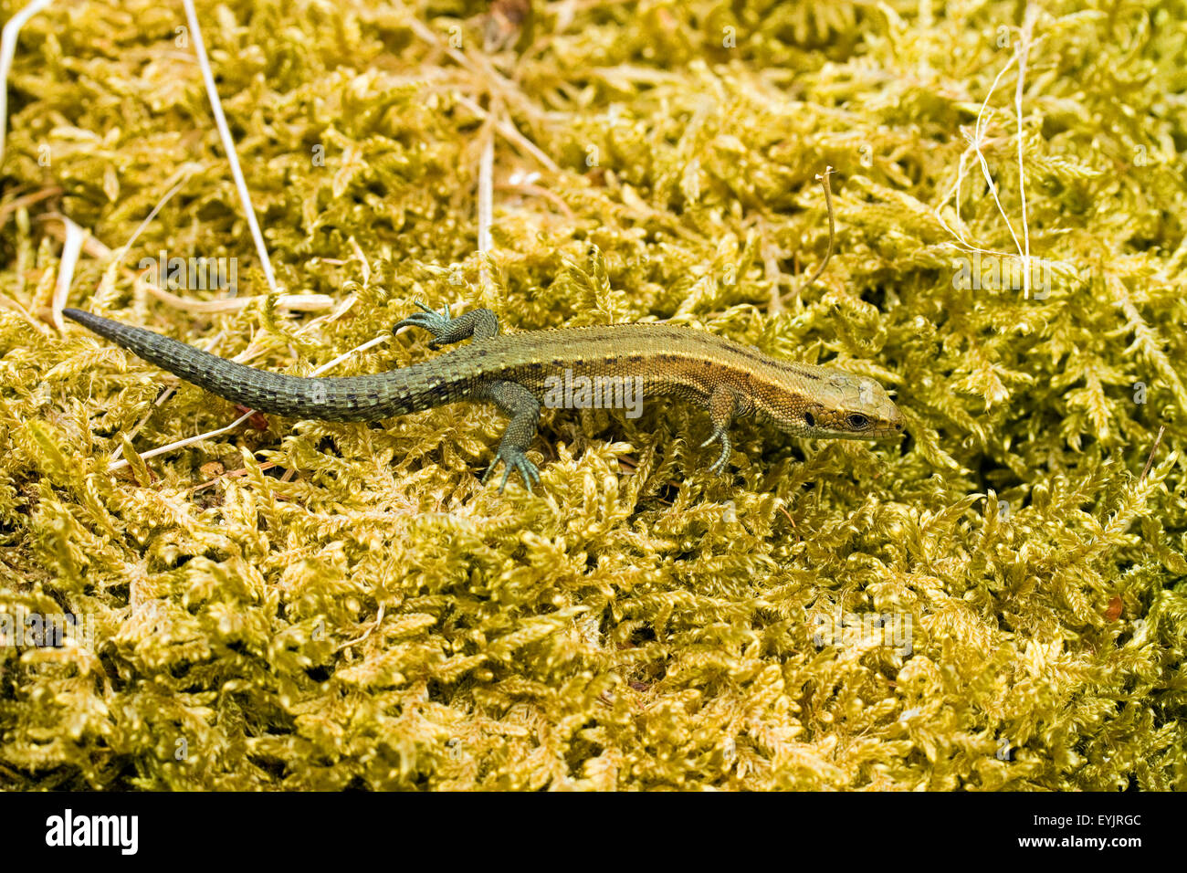 Pèlerin Lézard commun dans le soleil. Banque D'Images