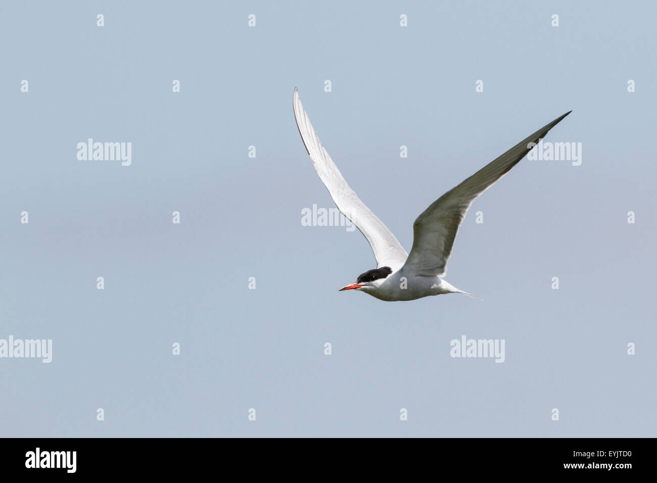 La sterne pierregarin (Sterna hirundo) Surrey, England, UK Banque D'Images La sterne pierregarin (Sterna hirundo) Surrey, England, UK Banque D'Images