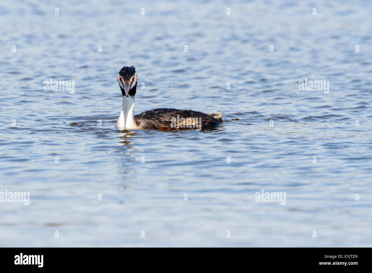Grèbe huppé (Podiceps cristatus) Angleterre,UK Banque D'Images Grèbe huppé (Podiceps cristatus) Angleterre,UK Banque D'Images