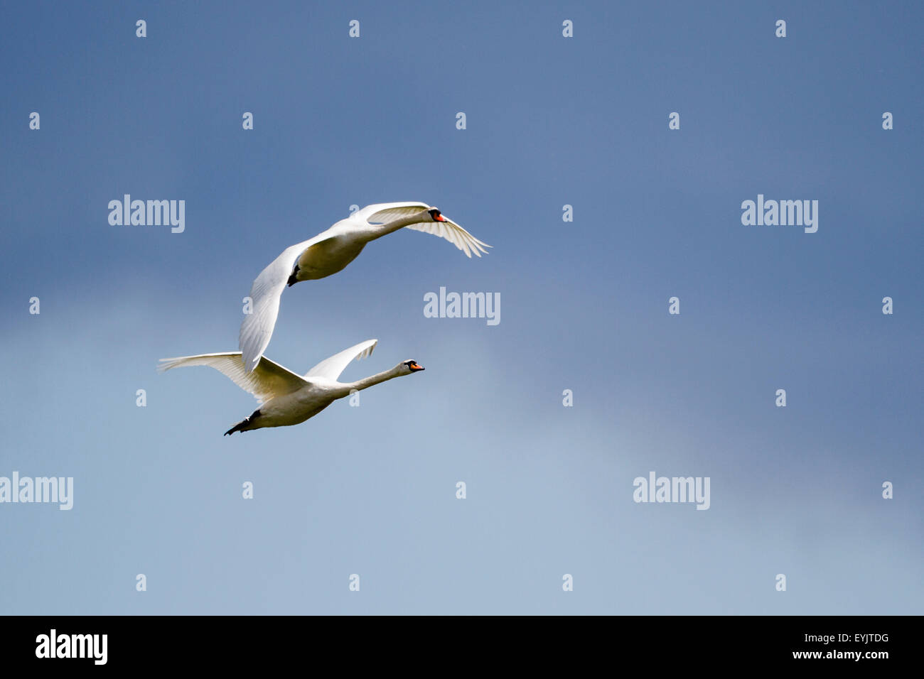Le Cygne tuberculé (Cygnus olor) survolant le Berkshire, England, UK Banque D'Images Le Cygne tuberculé (Cygnus olor) survolant le Berkshire, England, UK Banque D'Images