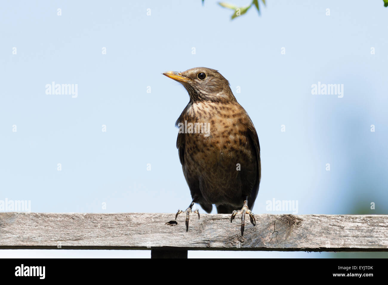 Blackbird femelle (Turdus merula) debout sur un jardin clôture dans le Berkshire, Angleterre, RU Banque D'Images Blackbird femelle (Turdus merula) debout sur un jardin clôture dans le Berkshire, Angleterre, RU Banque D'Images