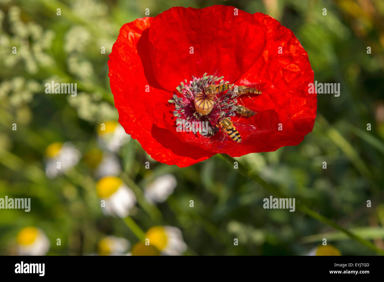Northampton, Royaume-Uni. 31 juillet, 2015. Abington Park avec un début de matinée ensoleillée pour le dernier jour de juillet avec les mouches Syrphus vitripennis fleurs (en bas) et d'Episyrphus balteatus (haut) et recueillir le pollen à partir de la dernière des pavots Abington Park qui est le premier Park dans le Northamptonshire Crédit : Keith J Smith./Alamy Live News Banque D'Images