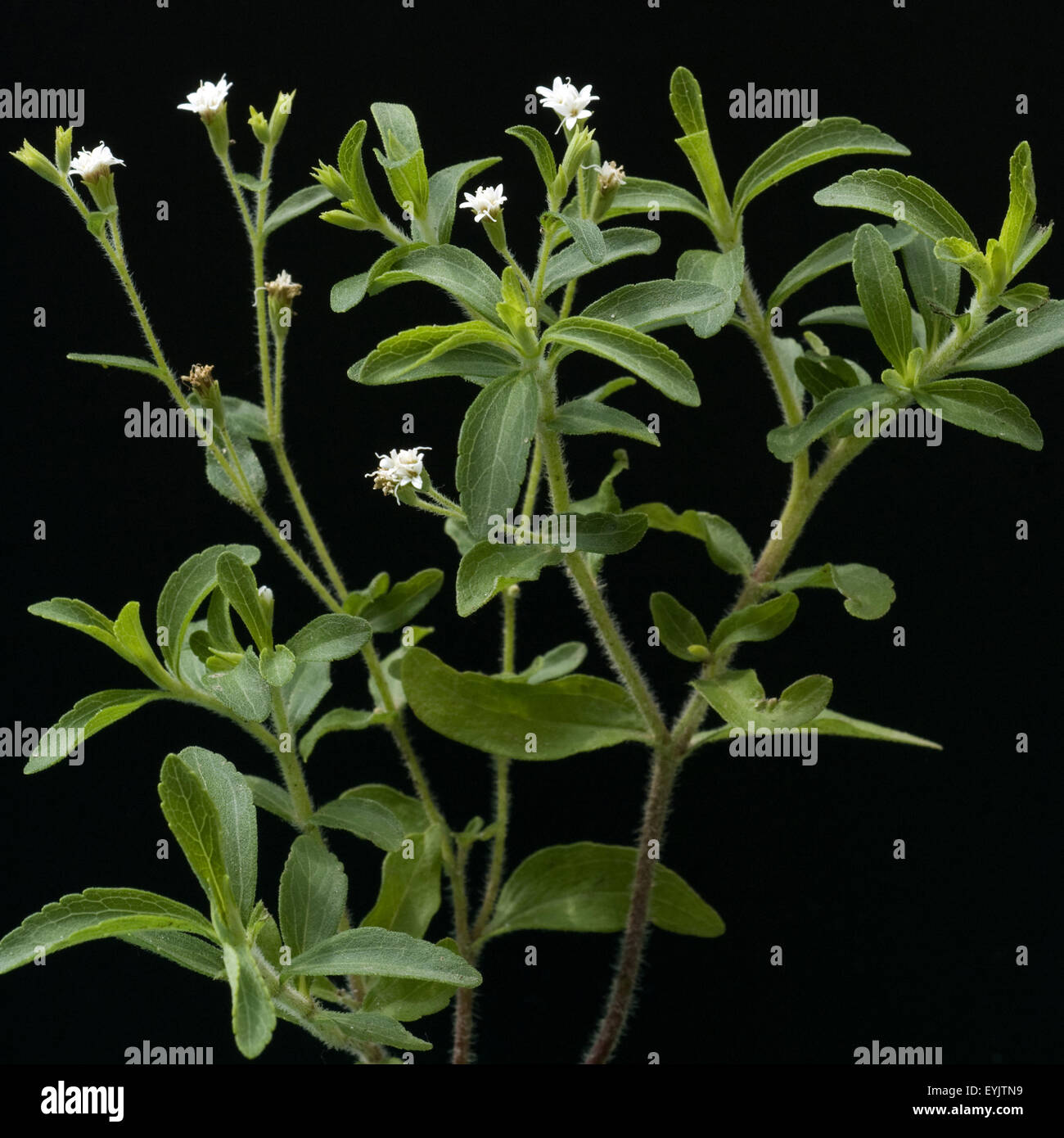 Stevia, Stevia rebaudiana, Suesskraut Suessblatt Honigkraut,,, Heilpflanzen, Banque D'Images