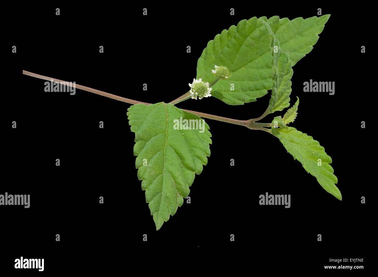 Le Stevia, Stevia rebaudiana ; Suesskraut ; Banque D'Images