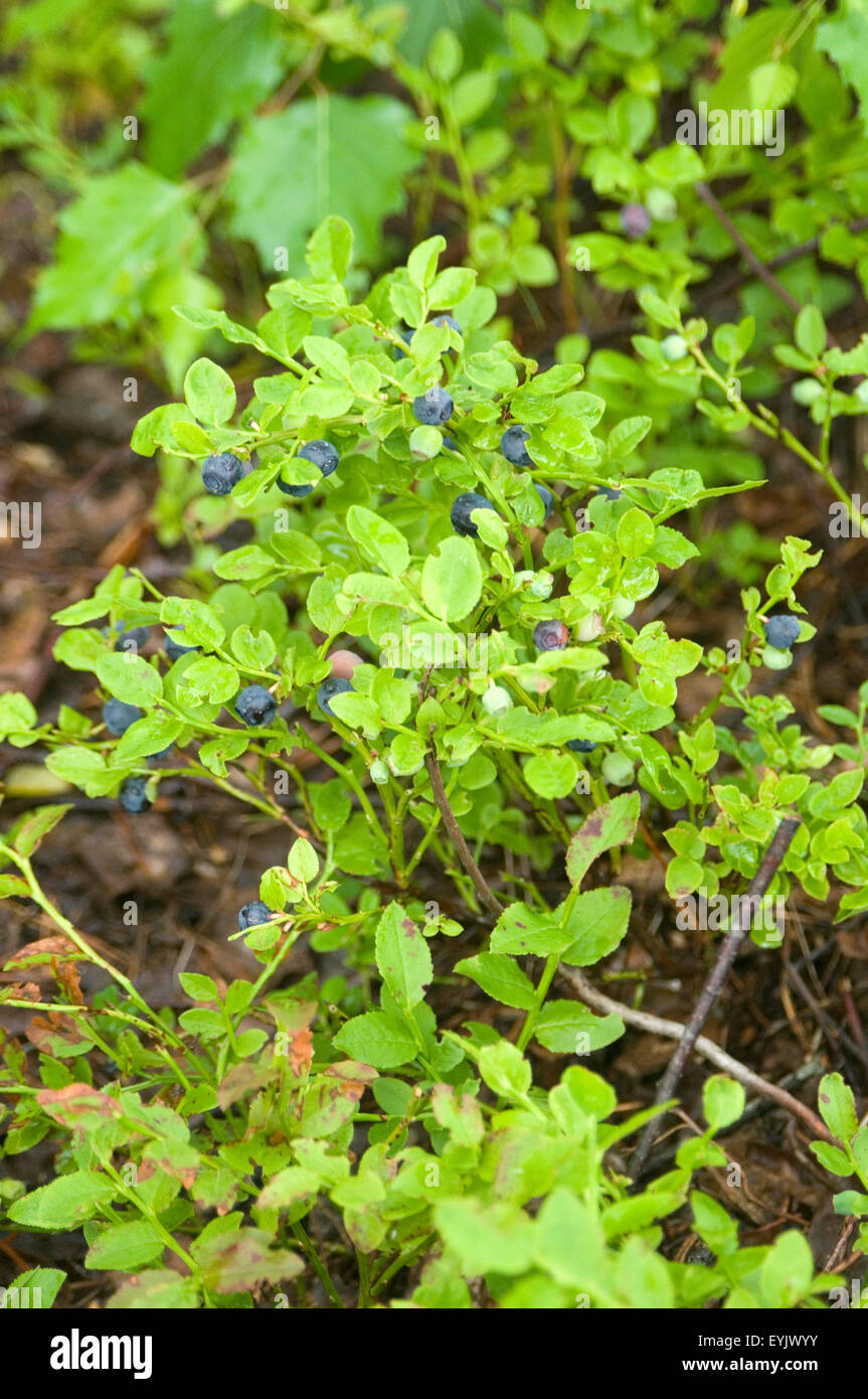 La myrtille la MYRTILLE Vaccinium myrtillus fruit de plus en plus sur les baies dans la forêt en Suède Swedish marbre Banque D'Images