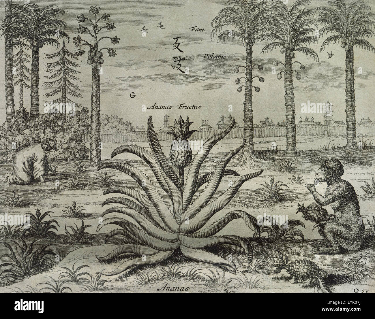 Ananas (Ananas comosus) et coco (Cocos nucifera). La gravure. Chine Monumentis Illustrada par Athanase Kircher (1602-1680). Banque D'Images