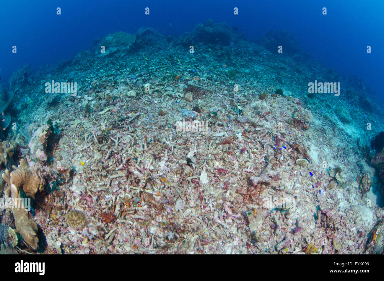 La destruction massive de coraux durs d'une importante tempête tropicale, le Parc National de Komodo, en Indonésie, l'Océan Pacifique Banque D'Images